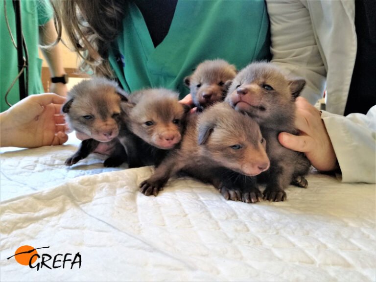 animales rescatados en un refugio acogedor