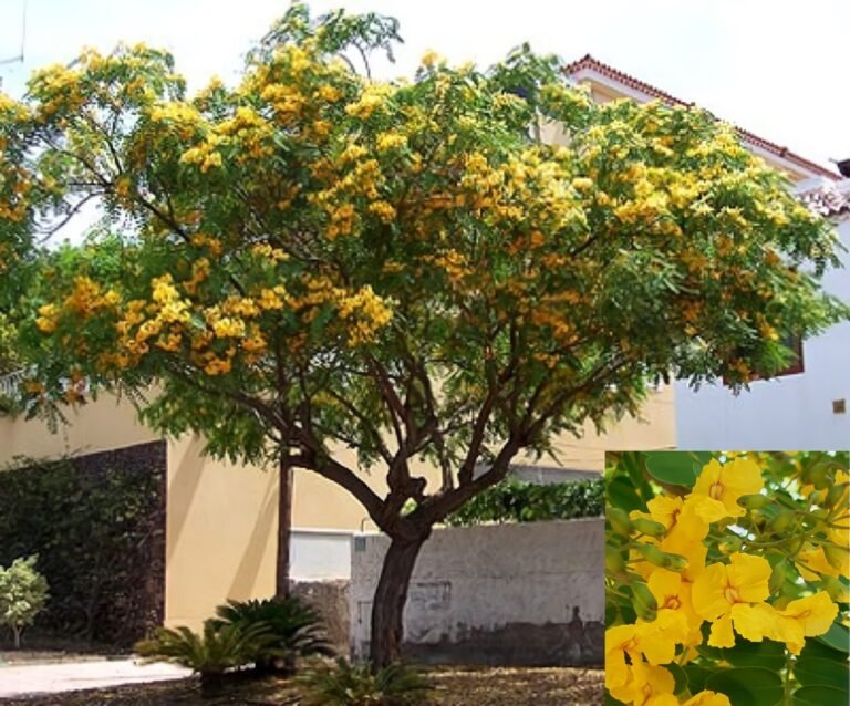 arbol con flores amarillas en argentina