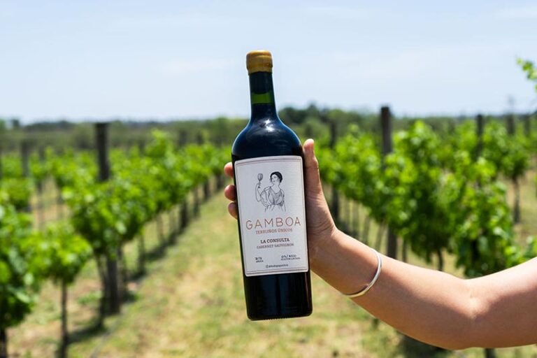 botellas de vino en un vinedo argentino