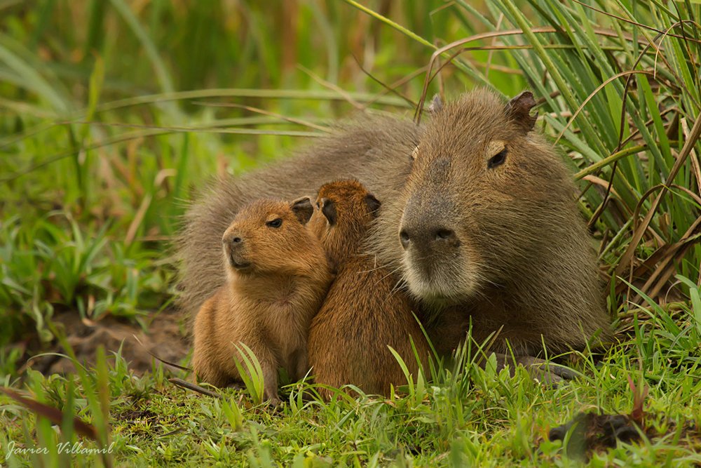 Qué sucede con los carpinchos en Nordelta actualmente 5 Qué sucede con los carpinchos en Nordelta actualmente