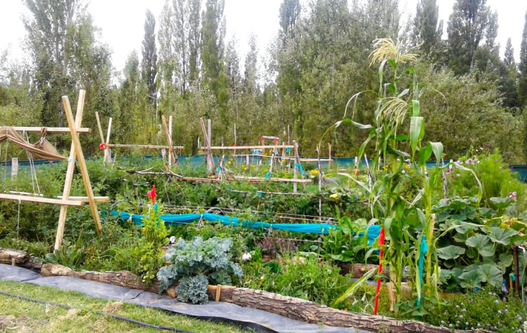 Qué son las chacras de Open Door y qué actividades se pueden hacer 3 Qué son las chacras de Open Door y qué actividades se pueden hacer