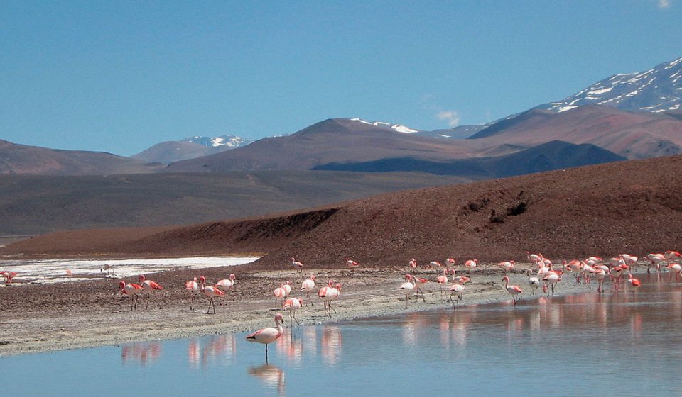 Cómo organizar excursiones a Laguna Brava desde Villa Unión