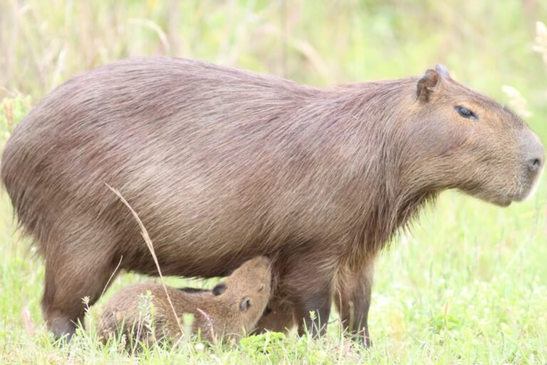 fauna del parque nacional el palmar