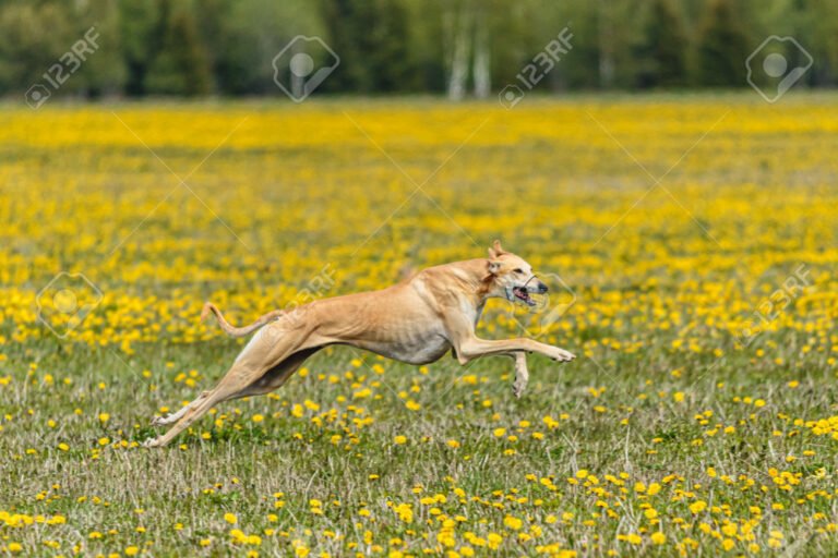 galgo feliz corriendo en un campo