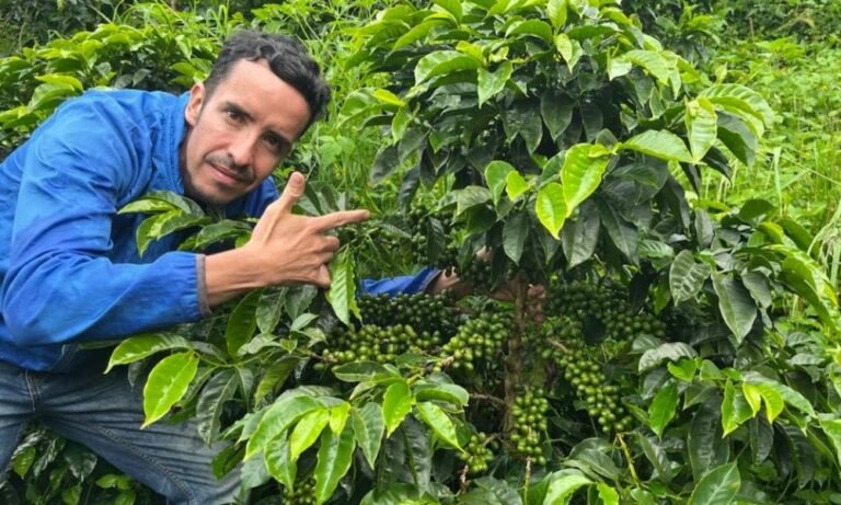 granos de cafe en una finca exotica