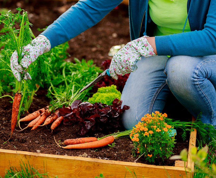 Qué beneficios ofrecen los alimentos orgánicos y naturales de Fernanda 6 Qué beneficios ofrecen los alimentos orgánicos y naturales de Fernanda