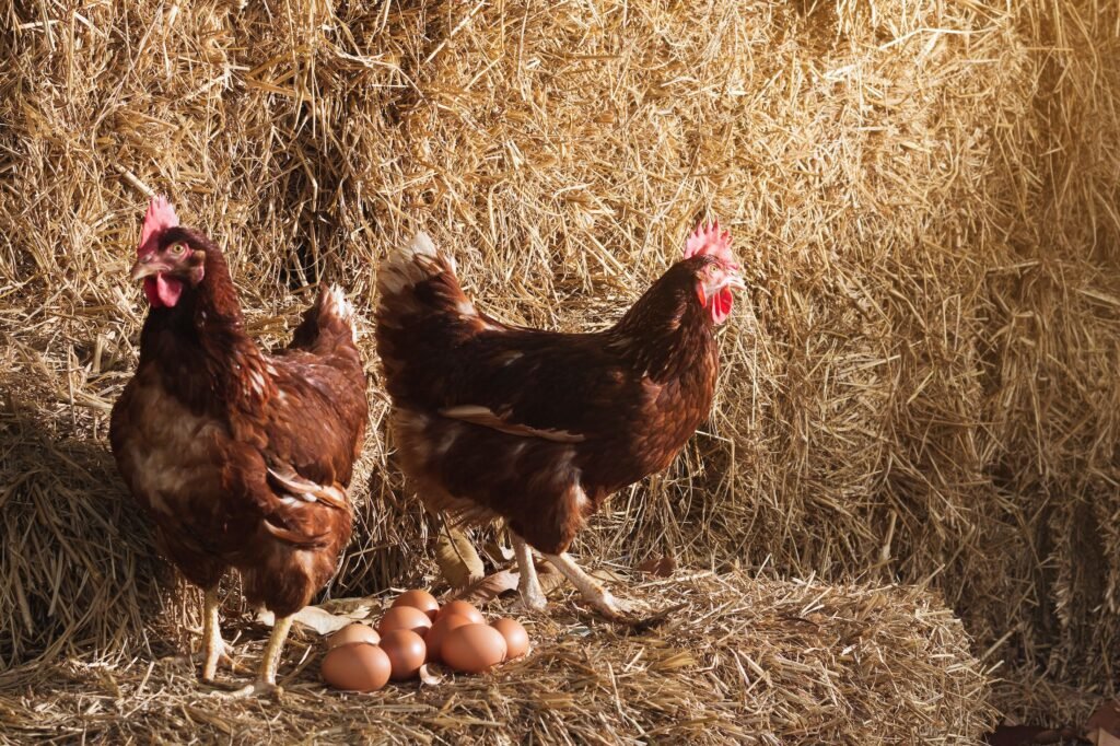 Quién fue primero, el huevo o la gallina: la verdad detrás del dilema 1 huevo y gallina en un entorno natural