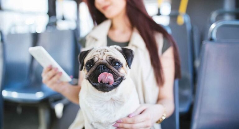 mascota feliz viajando en autobus