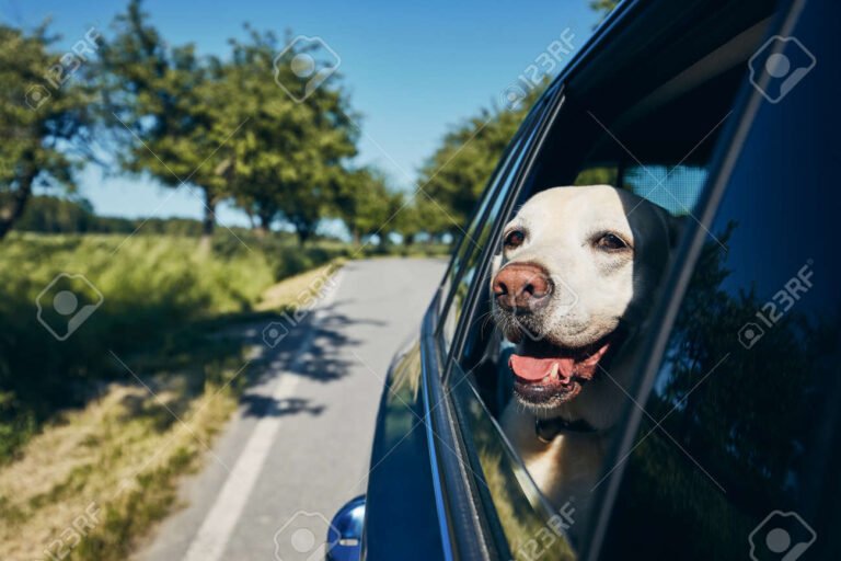 mascota feliz viajando en coche