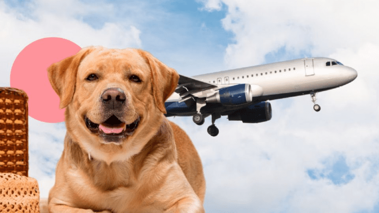 Cómo completar el formulario del SENASA para viajar con mascotas 5 Cómo completar el formulario del SENASA para viajar con mascotas