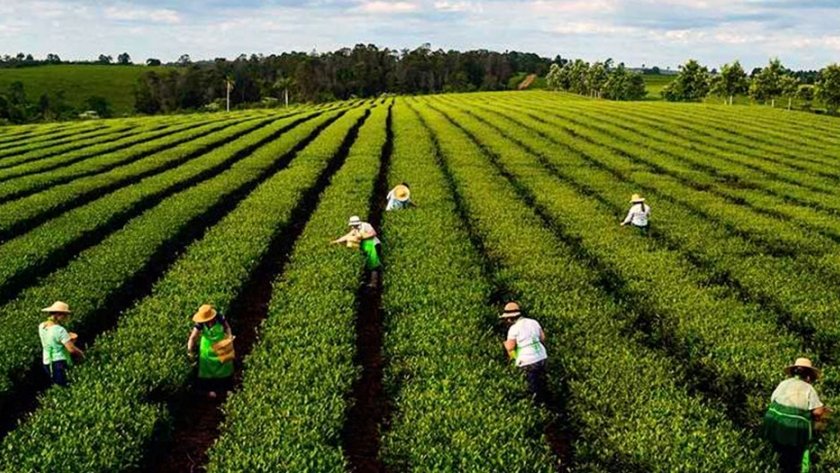 Qué atractivos turísticos ofrece la ruta de la yerba mate 8 Qué atractivos turísticos ofrece la ruta de la yerba mate