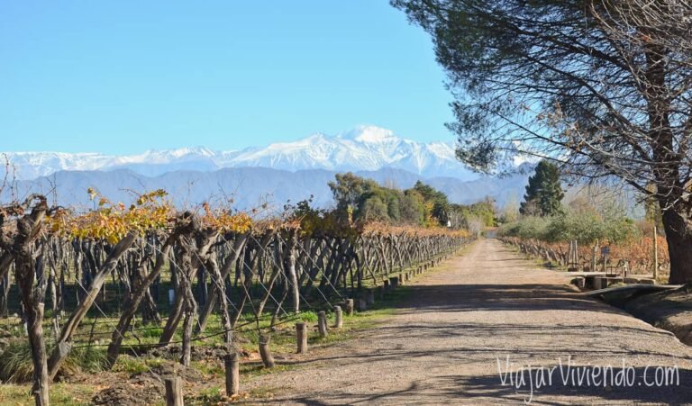 paisaje de vinedos en lujan de cuyo