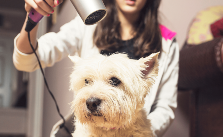 peluqueria canina feliz en accion