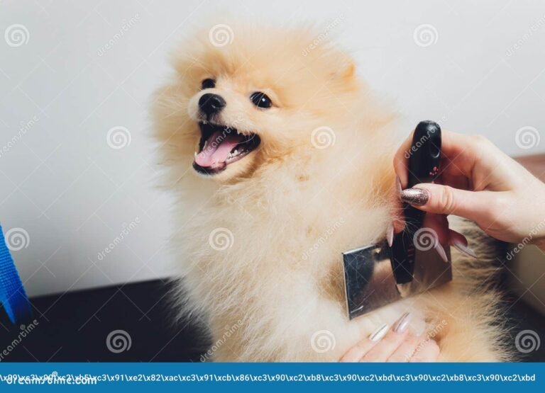 perro feliz siendo peinado en casa