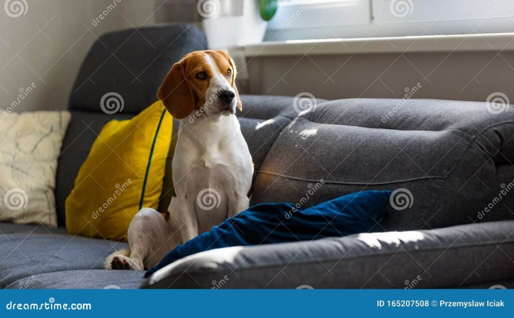 Quién fue Loan y qué pasó con su perro en el caso que conmocionó