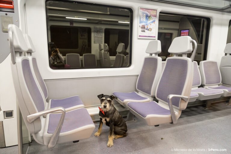 Se permite que los perros viajen en subte en Argentina 22 perro viajando en el subte argentino