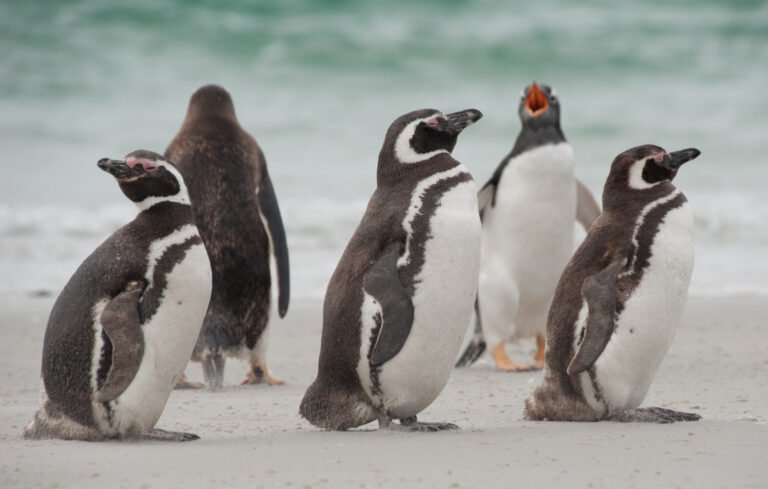 pinguinos en las islas malvinas