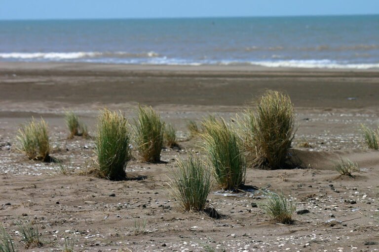 ruta escenica hacia pehuen co