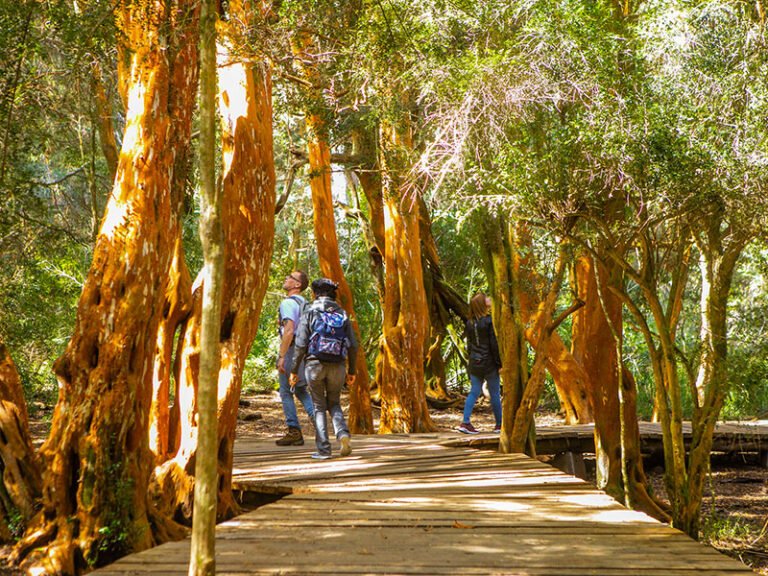 sendero en bosques de bariloche