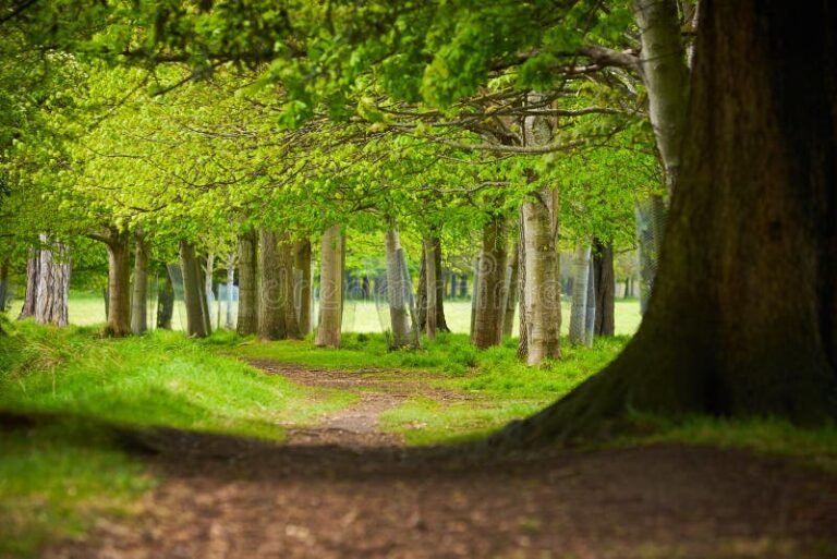 Dónde se encuentra el sendero de caminatas Arroyo Rama Negra 21 sendero natural con arboles y paisaje verde