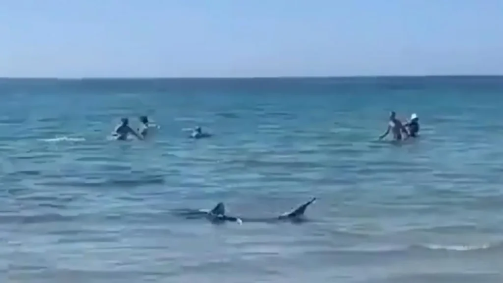 Hay tiburones en Mar del Plata y son peligrosos para los bañistas 3 Hay tiburones en Mar del Plata y son peligrosos para los bañistas
