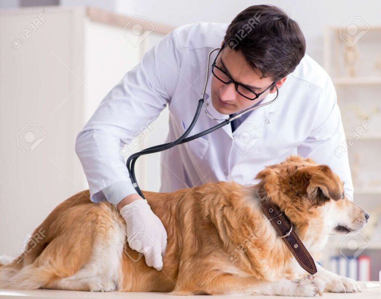 veterinario examinando a un perro