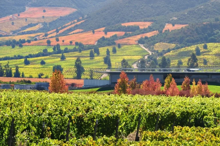 vinedos de casa montes al atardecer