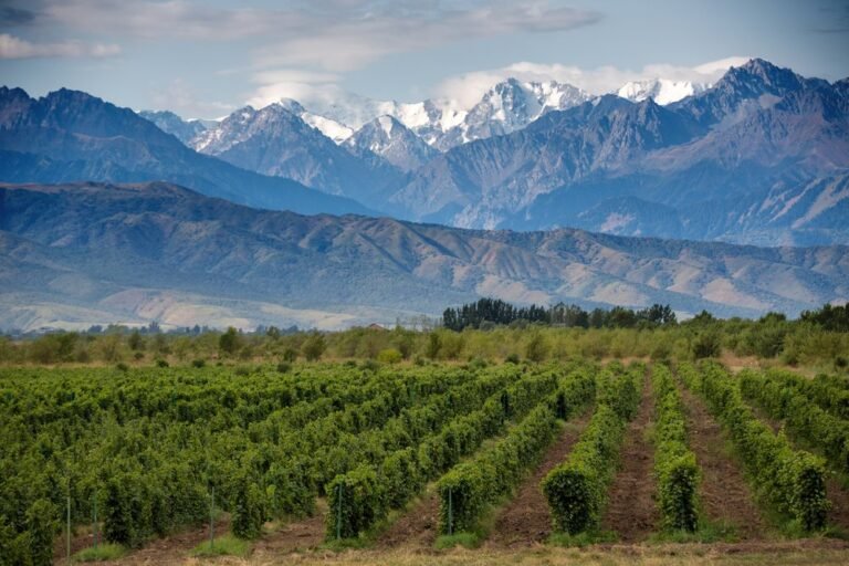 vinedos en mendoza bajo un cielo azul 1